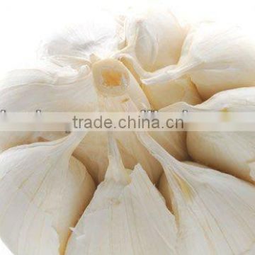 Kosher-High Quality &Natural Garlic Extract