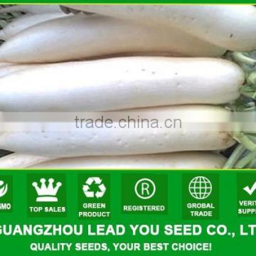 MR13 Huyu white f1 hybrid radish seeds for planting