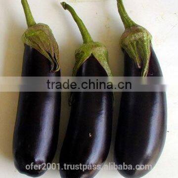 Eggplant Seeds - High Yield High Quality High Resistant Seeds for Planting