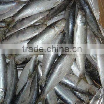 Frozen Sardine