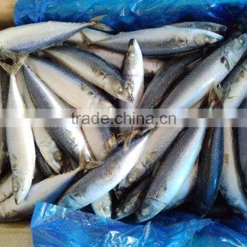 Best Price Frozen Mackerel Fish photo-3