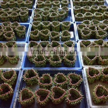 Lucky Bamboo ( Dracaena Sanderiana) Heart Shape photo-2