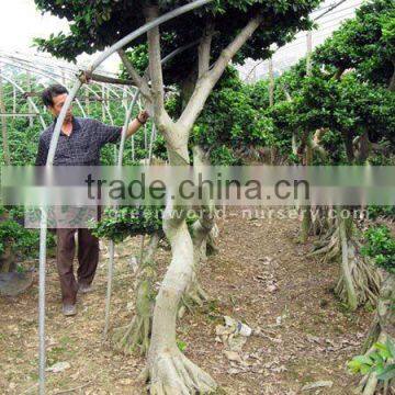 Ficus microcarpa big S shape