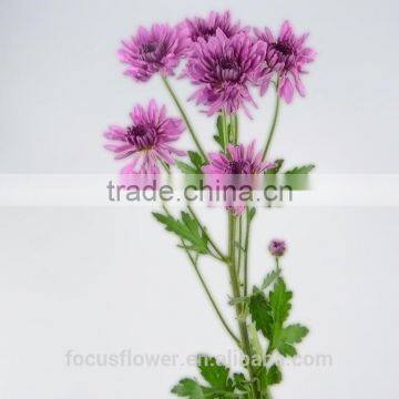 Mini Chrysanthemum Purple Fresh Cut Flowers For The Elders photo-5