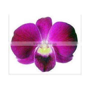 Thailand High Quality OR-019 Dendrobium Big Ham Orchid