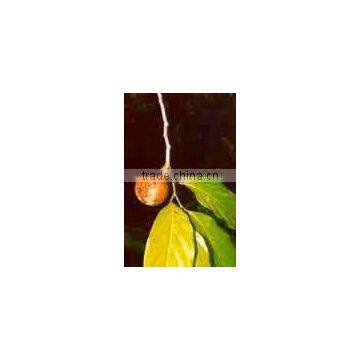 Chaulmoogra Oil photo-2