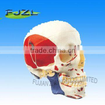 plastic adult Skull model With Colored Muscular Zone