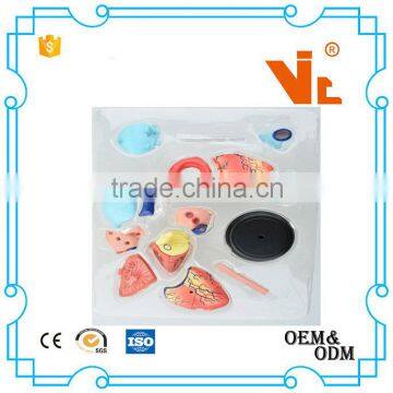 V-HM11 4D MASTER Human Heart Assembled Model photo-5