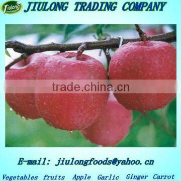 Fuji apple exporter in china