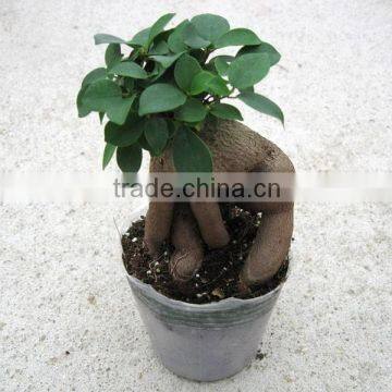 Chinese ginseng ficus microcarpa for export