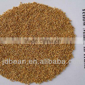 yellow millet in husk MC with high quality