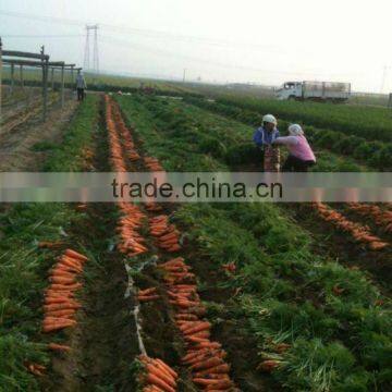 China 2012 Carrot