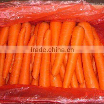 fresh raw carrot