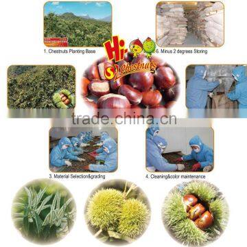 New Crop Fresh Shandong Chestnuts photo-6