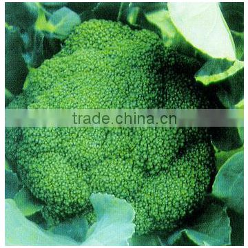 Planting Chinese F1 Hybrid Broccoli Seeds-High Yield High Popular In Market