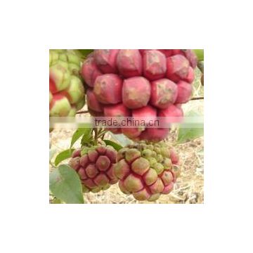 High Quality Wild Fruit Seeds Kadsura Coccinea Seeds For Growing