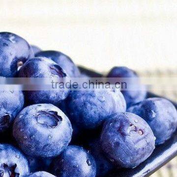 good taste frozen blueberry.China supplier