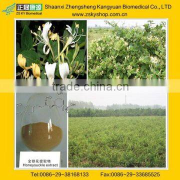 100% Natural Honeysuchle flowers extract, Honeysuckle Extract, rich in chlorogenic acid