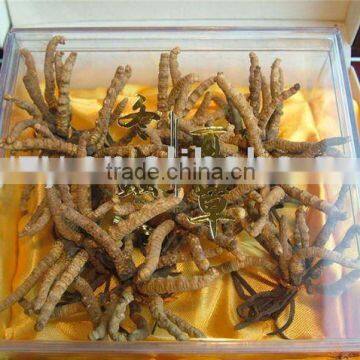 Healthcare product Cordyceps sinensis