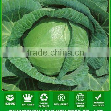 NC03 Mesy hybrid seeds cabbage producer