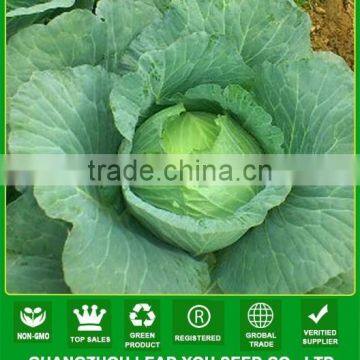 NC04 Hengao high yield oblate cabbage seeds factory