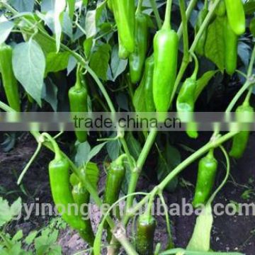 High yield anti-virus hybrid green pepper seeds Green Arrow F1