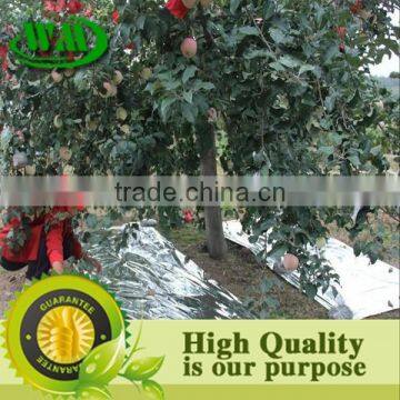 High Quality Agricultural Reflective Silver Mulch Film photo-4