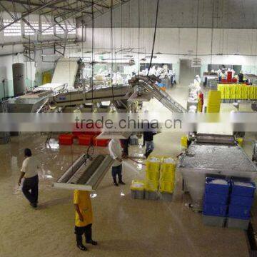 HOSO /HLSO Vanamei White Shrimp photo-3