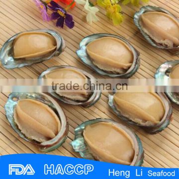 frozen abalones in shells wholesale