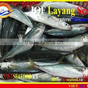 IQF LAYANG SCAD WHOLE ROUND photo-6