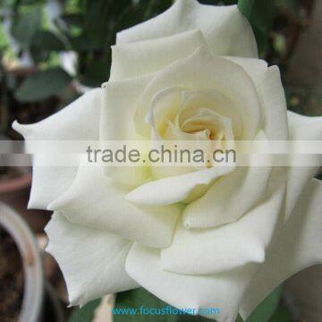 Export fresh cut roses flowers Tineke rose flower from Kunming