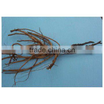 Shan Hu Tai 3 Years Old 3 BranchesTree Peony Plant Root photo-3