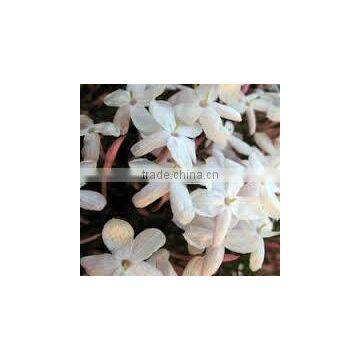 Jasmine Berry Oil photo-2