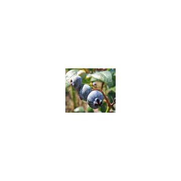 Bilberry extract