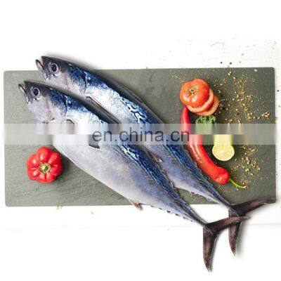 whole round frozen bonito tuna frozen bonito