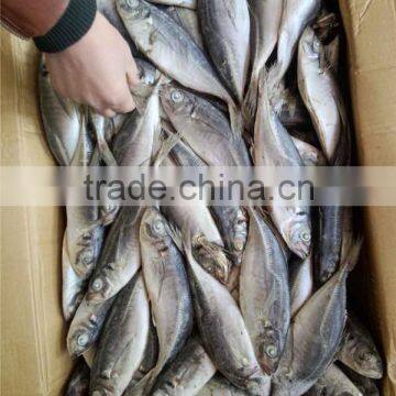 Frozen Yellowtail scad