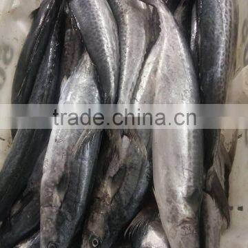 Frozen Spanish Mackerel