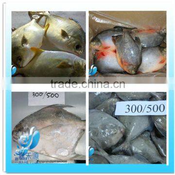 Frozen golden pomfret pompano/red pomfret pompano fish
