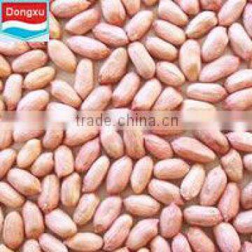 long shape peanut kernel