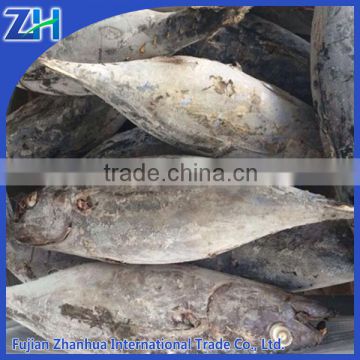 wholesale yellowfin tuna fish price