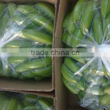 GOOD QUALITY AND BEST PRICE OF FRESH CAVENDISH BANANA