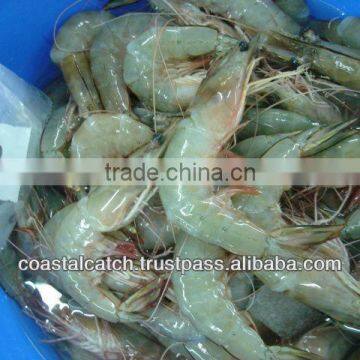 FROZEN SEA WHITE SHRIMPS