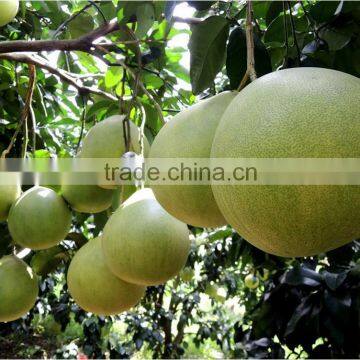 Grade One Global GAP fresh pomelo for sale