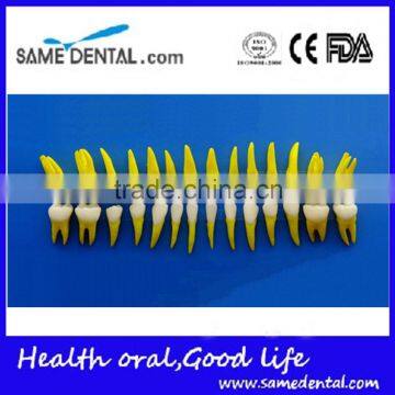 Dental same proportionally simulation model DEA-43