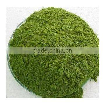 Moringa Oleifera Seeds Available... photo-4