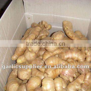 2011 crop air dried ginger