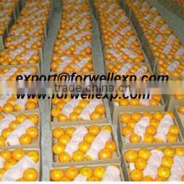 Fresh Mandarin ( Calamantine ) From Egypt