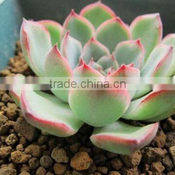 Echeveria Pulidonis of Succulent Plants