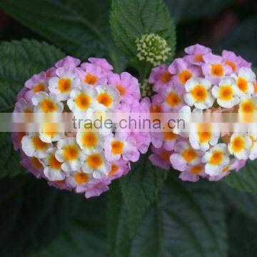 The shrub plant Lantana camara seedling