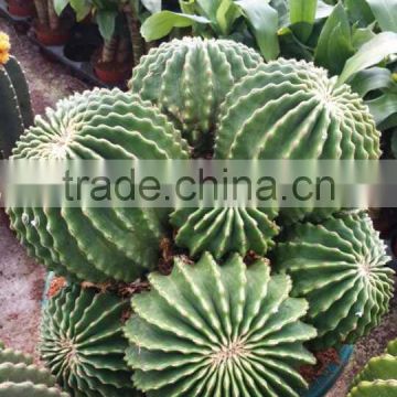 Natural Plant Cactus Ball